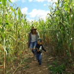 corn maze